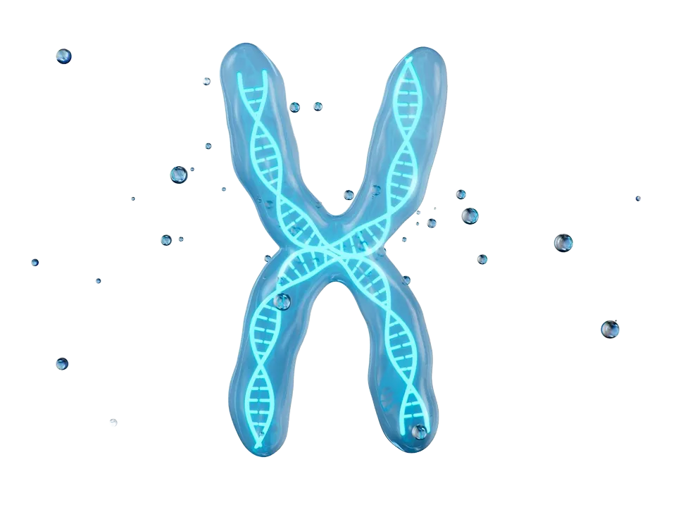 Хромосома Хромосома